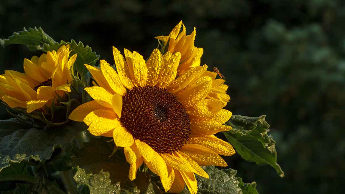 Sonnenblume