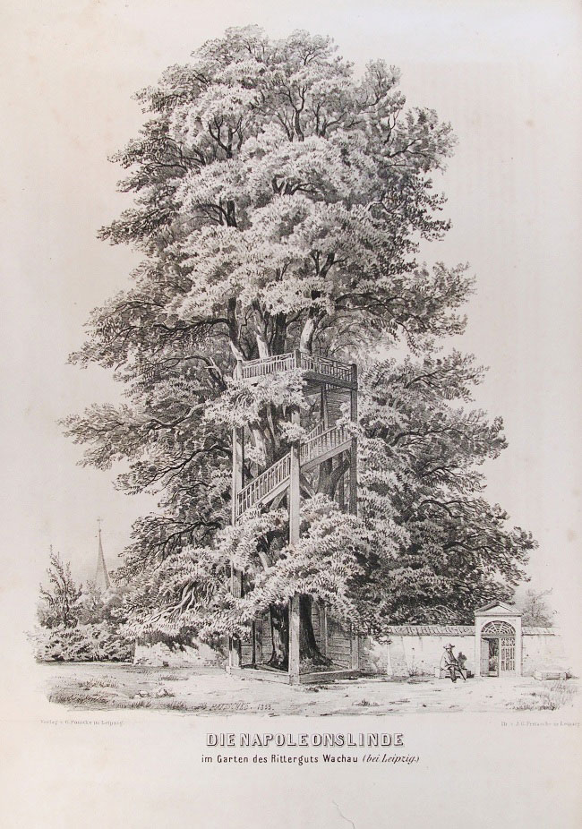 Historisches Bild Napoleonlinde